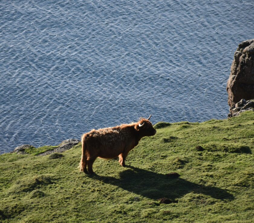 brown cattle on hill