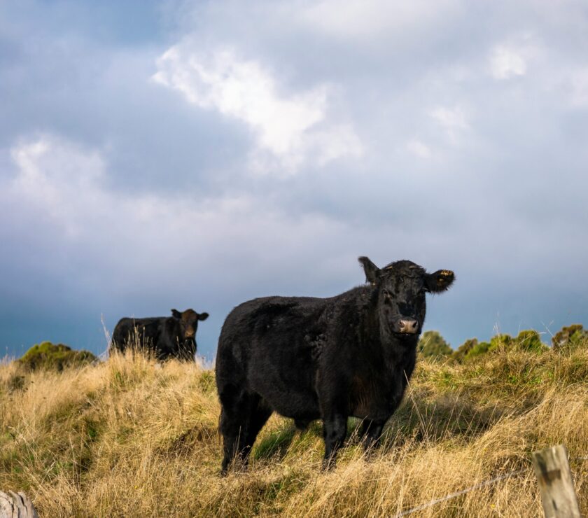 two black cattle outdoor during daytime