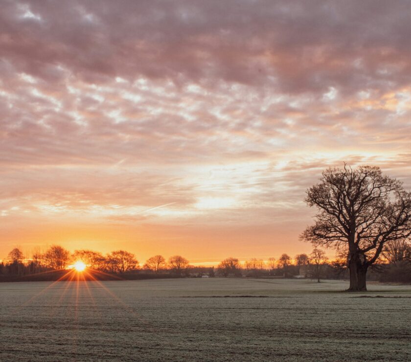 leafless tree on grass field during sunset