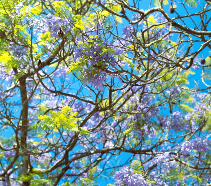 a tree filled with lots of purple and green flowers