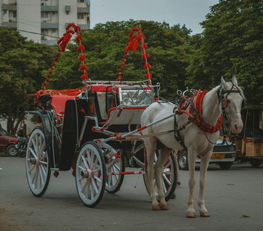 a horse drawn carriage on a city street